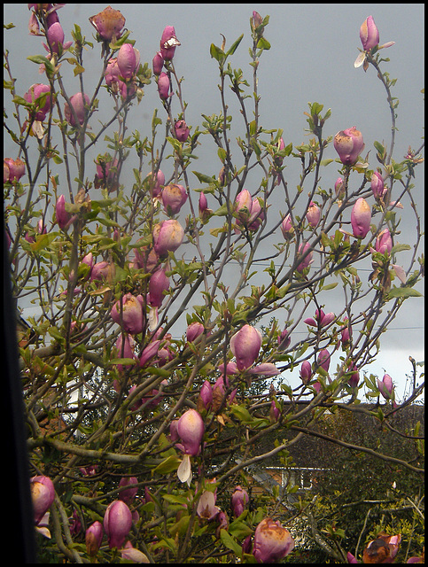 pink magnolia