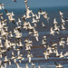 Birds in flight, Hoylake shore.j7pg