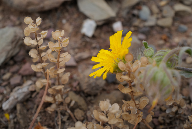Malacothrix glabrata, Asteraceae, Desert dandelion -Thirsty Land Poetry