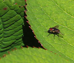 1 (116)..austria fly