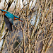 Kingfisher in dive for its lunch