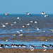 Birds in flight, Hoylake shore