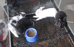 Quatuor de lapins panaméens