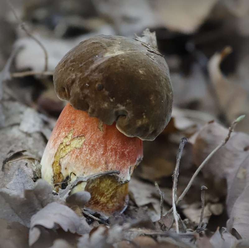 Champignons de saison - 2019 49376194.b1324c5c.800