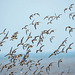 Birds in flight, Hoylake shore5