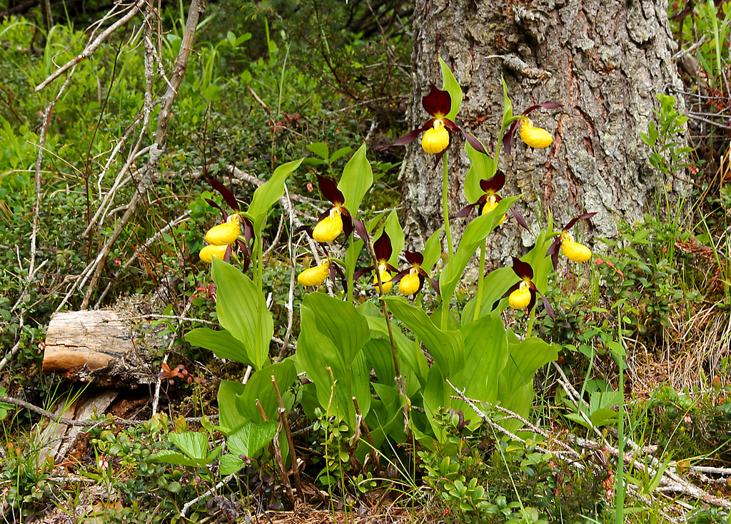 Frauenschuh, wilde Orchide  (4 PicinPic)