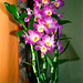 Dendrobium hybride Starclass Lilac