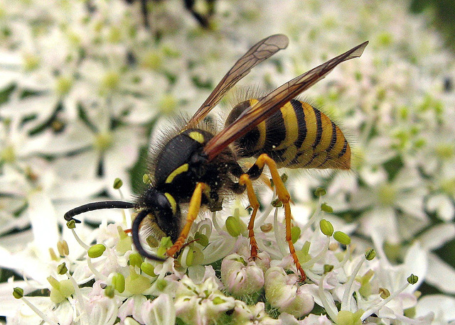 Wasp feeding on nectar