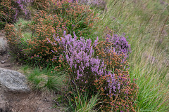 Heather by the Pennine Way path