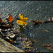 leaves in a stream