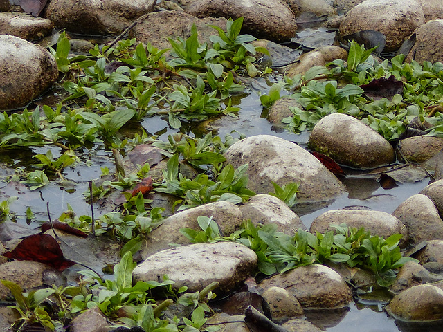Water Smartweed / Polygonum amphibium