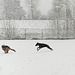 Pim and Fabio playing in the snow storm