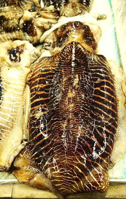 Choco - Cuttlefish