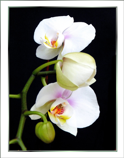 Orchid, today all in white... ©UdoSm
