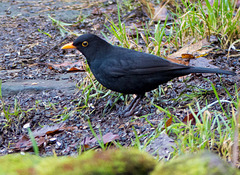 Blackbird (1)