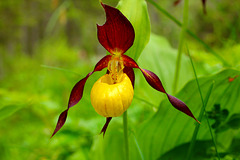 Frauenschuh, wilde Orchidee