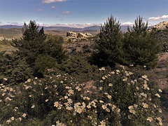 Sierra de La Cabrera. Cistus, fir and granite.