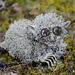 Troll des lichens