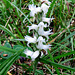 Ladies' Tresses (Spiranthes), a tiny orchid.