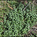 Mentha longifolia