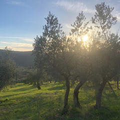 Setting sun in the olive grove.