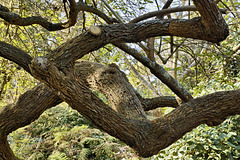 The Strybing Arboretum – San Francisco Botanical Garden, Golden Gate Park, San Francisco, California