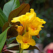 Generalife - Gelbe Blume...