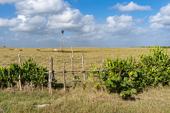 cactus fence and cows