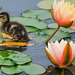 Duckling on Lily Pads