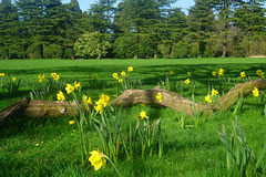 Daffodil Country