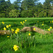 Daffodil Country
