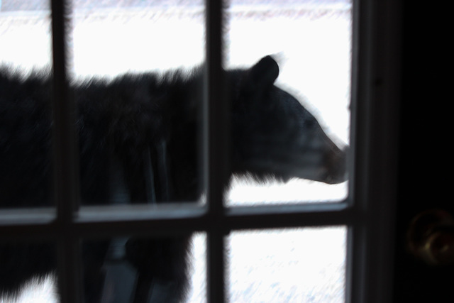 Black Bear on Deck