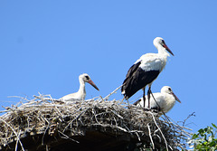 Storchfamilie