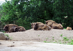 Wisent Familie
