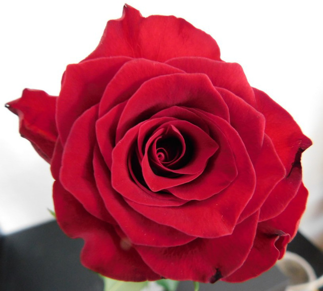 Une rose pour vous...