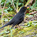 Blackbird (5)