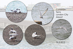 Common Terns at London City Airport  - London - 26.5.2015