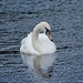 Who can resist taking a photo of a swan?