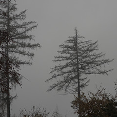im Nebel