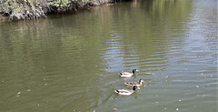 Ducks on Oeiras River, Mértola.