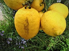 My lemons