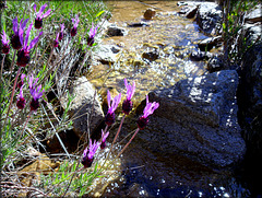 Lavender and mountain stream.
