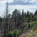 Gila National Forest NM Emory Pass fire (# 0817)