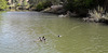 Ducks on Oeiras River, Mértola.