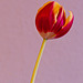 Tabletop Tulip
