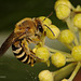 Colletes hederae (The Ivy Bee) in Shropshire