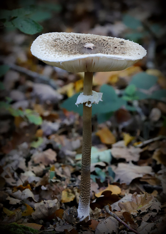 Champignons de saison - 2019 49376216.23626889.800