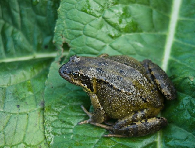 Nov 7: Frog
