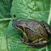Nov 7: Frog