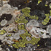 A patchwork of lichens